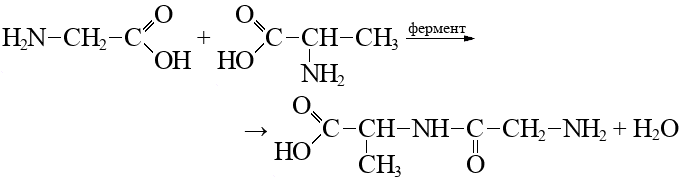 Аминоуксусная кислота вода. Глицил структурная формула. Глицин аланин. Аминоуксусная кислота и аланин. Метиловый эфир аминоуксусной кислоты.