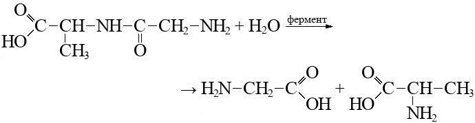 Формула аминопропионовой кислоты. Хлоруксусная кислота глицин. Этиловый эфир аланина. Дипептид аминоуксусной кислоты. Глицин аланин гидролиз.